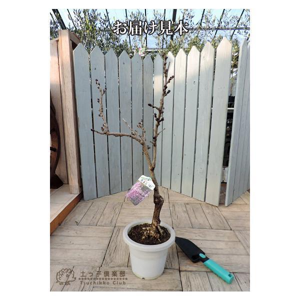 長崎一才藤 （ 花ふじ ） 6号鉢植え 【2個セット】 【送料無料】 : 花