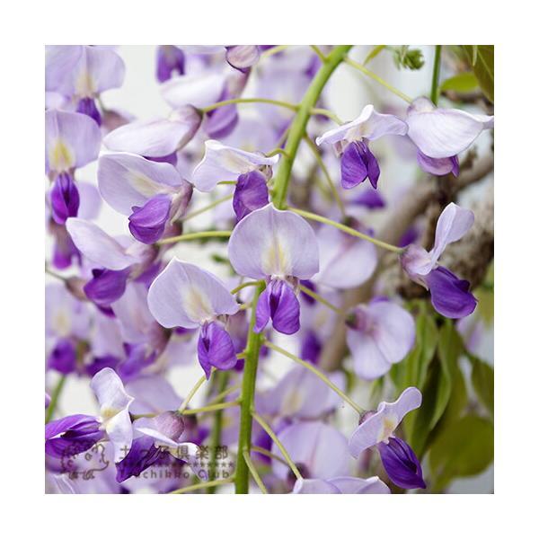 長崎一才藤 （ 花ふじ ） 6号鉢植え 【2個セット】 【送料無料】 : 花
