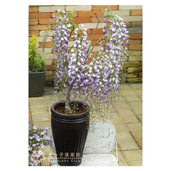 長崎一才藤 （ 花ふじ ） 6号鉢植え 【2個セット】 【送料無料】 : 花