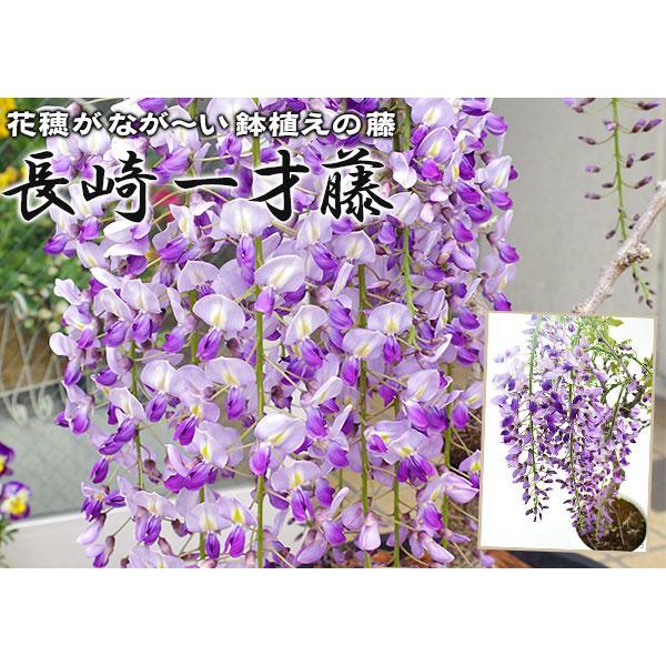 長崎一才藤 （ 花ふじ ） 6号鉢植え 【2個セット】 【送料無料】 : 花
