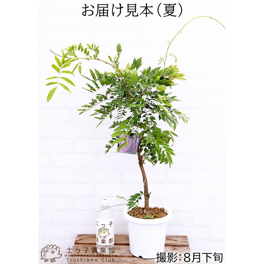 長崎一才藤 （ 花ふじ ） 6号鉢植え : 花と緑の専門店 土っ子倶楽部