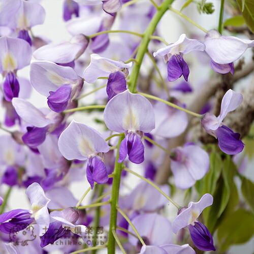 長崎一才藤 （ 花ふじ ） 6号鉢植え ギフト プレゼント 土っ子倶楽部