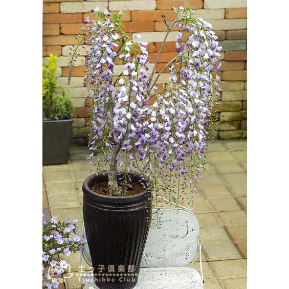 長崎一才藤 （ 花ふじ ） 6号鉢植え ギフト プレゼント 土っ子倶楽部