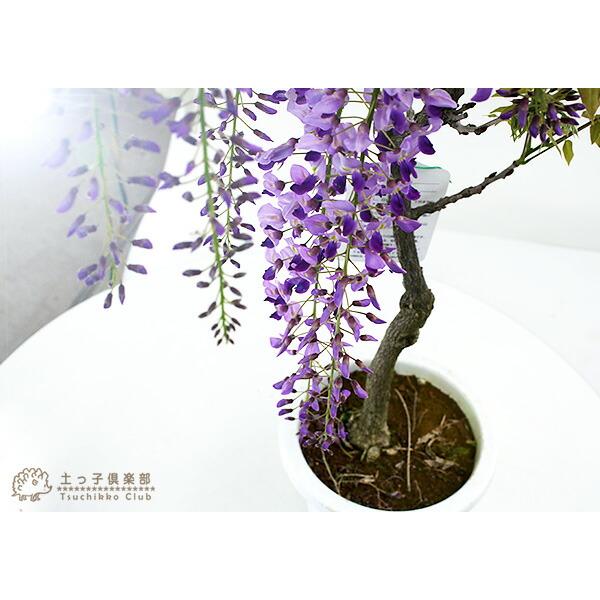 長崎一才藤 （ 花ふじ ） 6号鉢植え : 花と緑の専門店 土っ子倶楽部