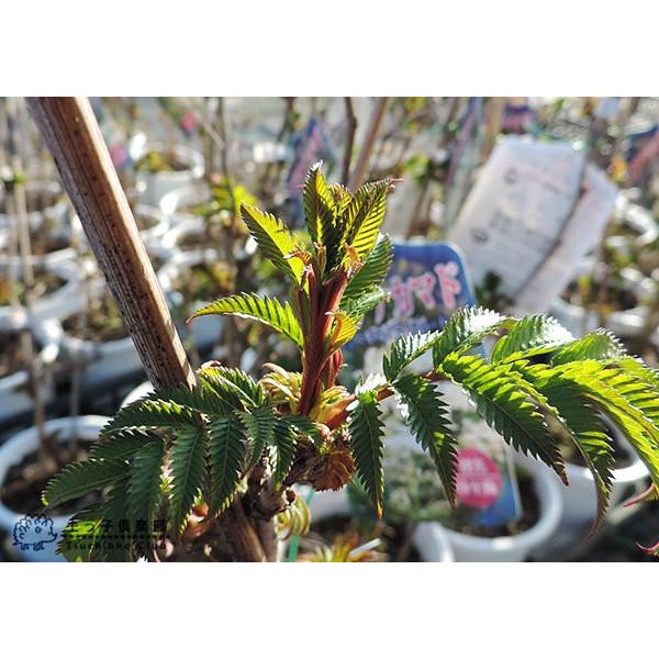 珍珠梅 チンシバイ ニワナナカマド 5号鉢植え T 006 15 花と緑の専門店 土っ子倶楽部 通販 Yahoo ショッピング