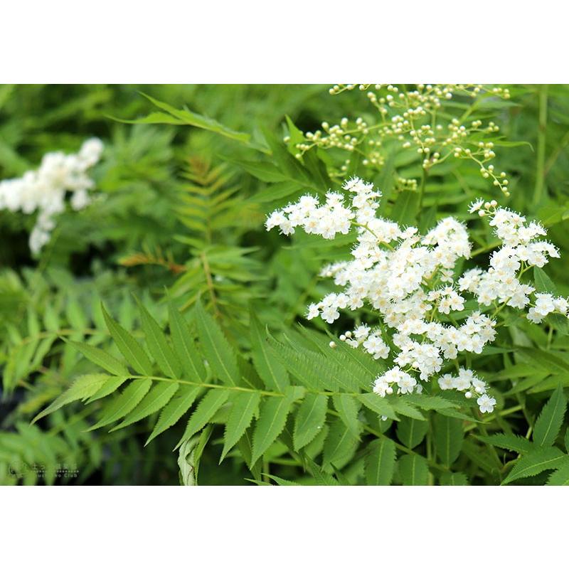 珍珠梅 チンシバイ ニワナナカマド 5号鉢植え T 006 15 花と緑の専門店 土っ子倶楽部 通販 Yahoo ショッピング