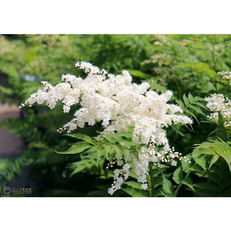 珍珠梅 チンシバイ ニワナナカマド 5号鉢植え T 006 15 花と緑の専門店 土っ子倶楽部 通販 Yahoo ショッピング