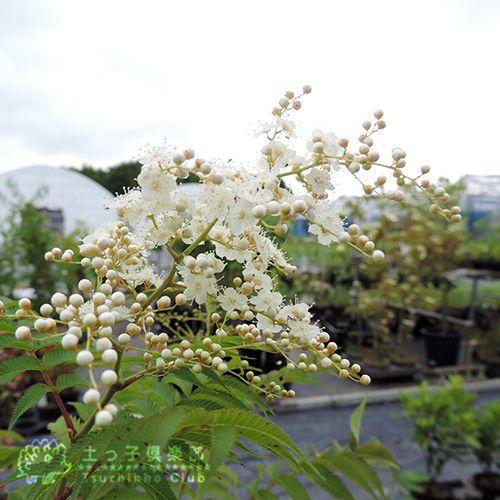 珍珠梅 チンシバイ ニワナナカマド 5号鉢植え T 006 15 花と緑の専門店 土っ子倶楽部 通販 Yahoo ショッピング