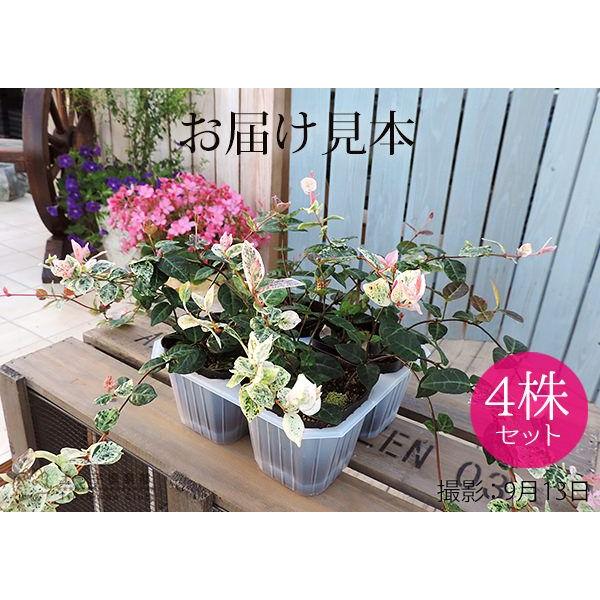 初雪かずら 4個セット 7 9cmポット苗 ハツユキカズラ T 008 花と緑の専門店 土っ子倶楽部 通販 Yahoo ショッピング