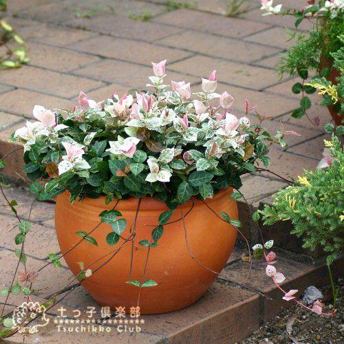 初雪かずら 4個セット 7 9cmポット苗 ハツユキカズラ T 008 花と緑の専門店 土っ子倶楽部 通販 Yahoo ショッピング