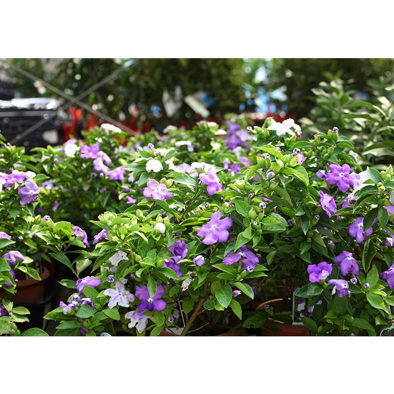 香るバンマツリ 5号鉢植え（ ニオイバンマツリ ） : 花と緑の専門店 土 