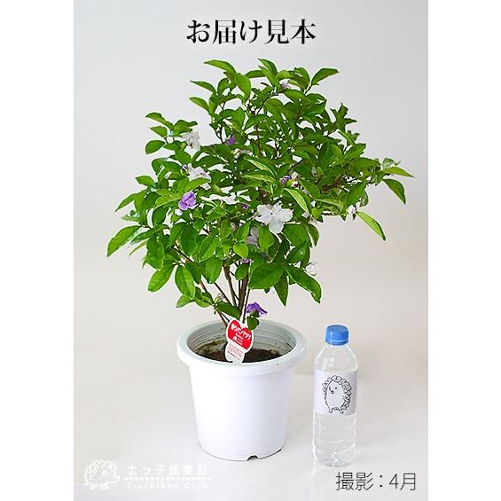 香るバンマツリ （ ニオイバンマツリ ） 6号鉢植え : 花と緑の専門店