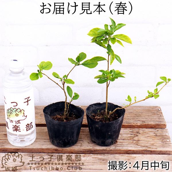 香るバンマツリ 2個セット 9cmポット苗 （ ニオイバンマツリ ） : 花と