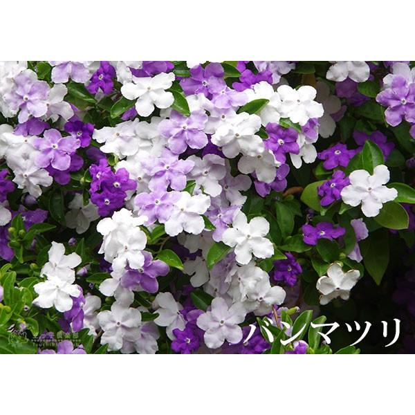 香るバンマツリ 2個セット 9cmポット苗 （ ニオイバンマツリ ） : 花と