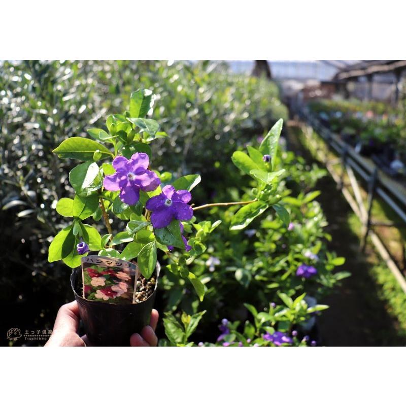 香るバンマツリ 2個セット 9cmポット苗 （ ニオイバンマツリ ） : 花と