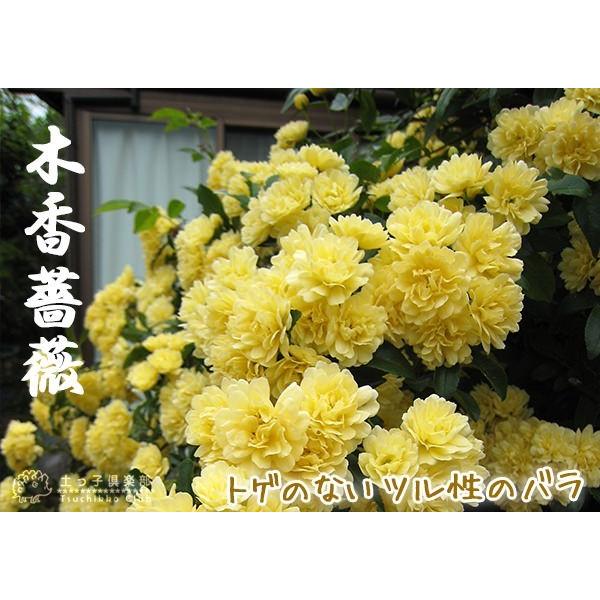木香バラ （ 黄色八重咲 ） 9cmポット苗 : 花と緑の専門店 土っ子