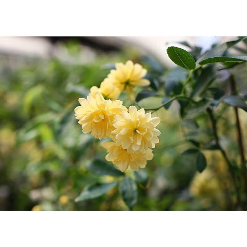 木香バラ （ 黄色八重咲 ） 9cmポット苗 : 花と緑の専門店 土っ子