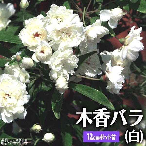 木香バラ （ 白八重 ） 12cmポット苗