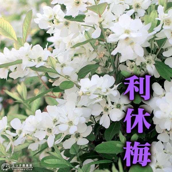 利休梅 リキュウバイ 15ｃｍポット苗 T 019 15 花と緑の専門店 土っ子倶楽部 通販 Yahoo ショッピング