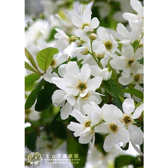 利休梅 リキュウバイ 15ｃｍポット苗 T 019 15 花と緑の専門店 土っ子倶楽部 通販 Yahoo ショッピング