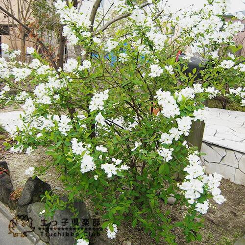 利休梅 （ リキュウバイ ） 15cmポット苗 : 花と緑の専門店 土っ子