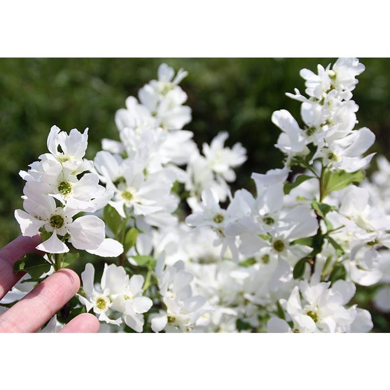 利休梅 リキュウバイ 15ｃｍポット苗 T 019 15 花と緑の専門店 土っ子倶楽部 通販 Yahoo ショッピング