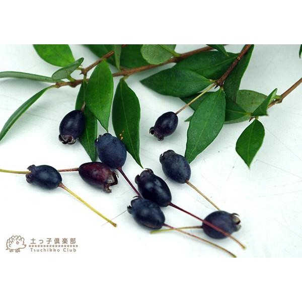 香る花木 銀梅花 ギンバイカ マートル 15cmポット苗 T 024 5 花と緑の専門店 土っ子倶楽部 通販 Yahoo ショッピング