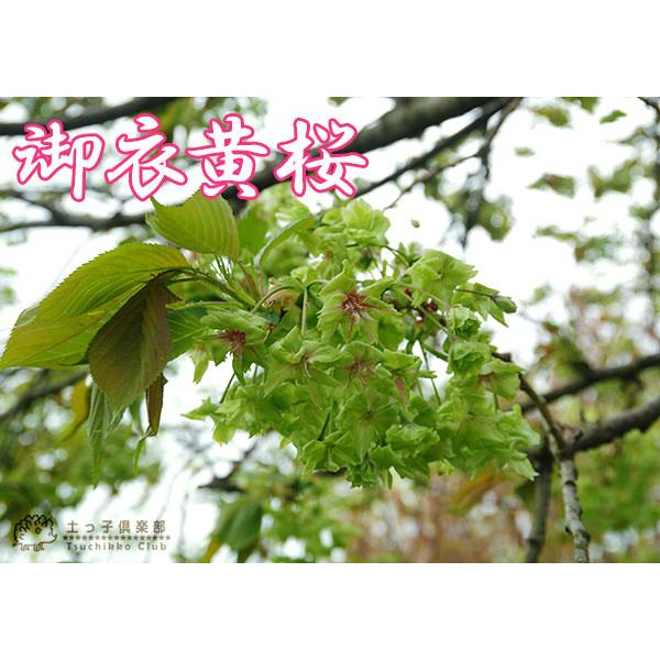 黄桜『 御衣黄（ ギョイコウ ）』 接ぎ木 10.5cmポット 苗木