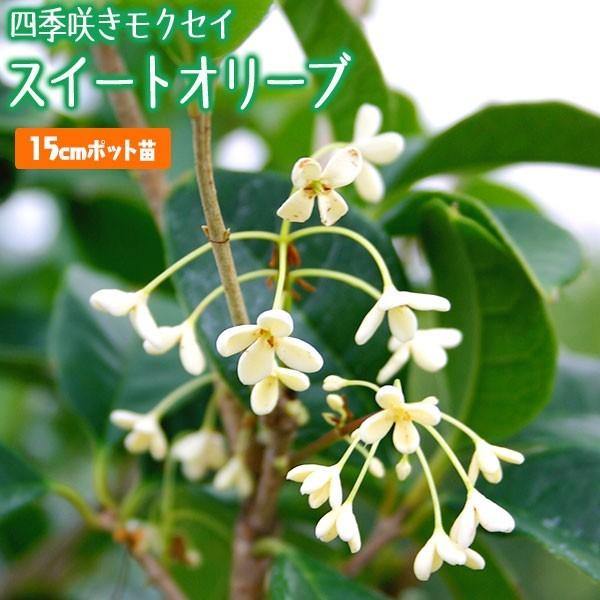 スイートオリーブ 『 四季咲きモクセイ 』 15cmポット苗木｜produce87