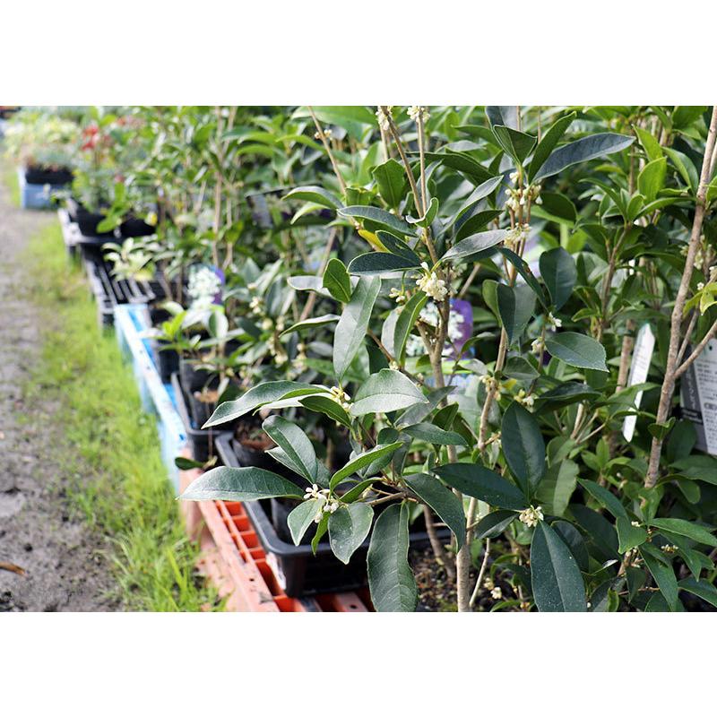 スイートオリーブ 四季咲きモクセイ 15cmポット苗木 T 035 花と緑の専門店 土っ子倶楽部 通販 Yahoo ショッピング