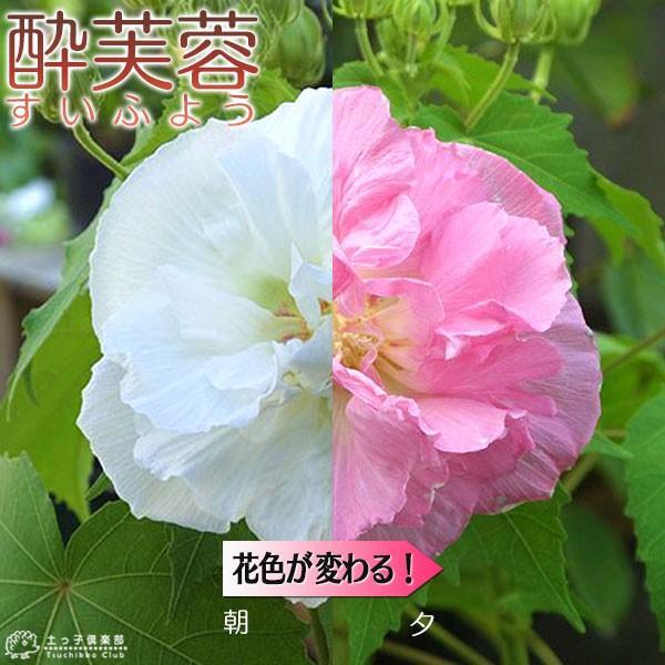 酔芙蓉 スイフヨウ 9cmポット苗 Belle Ile Nature Org