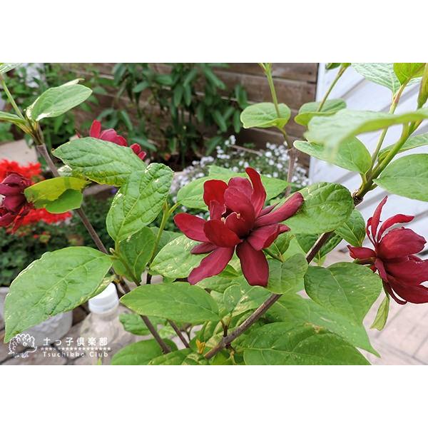 黒花蝋梅 ( クロバナロウバイ )『 カリカンサス・プレゼント 黒花蝋梅 ( クロバナロウバイ )『 カリカンサス・プレゼント
