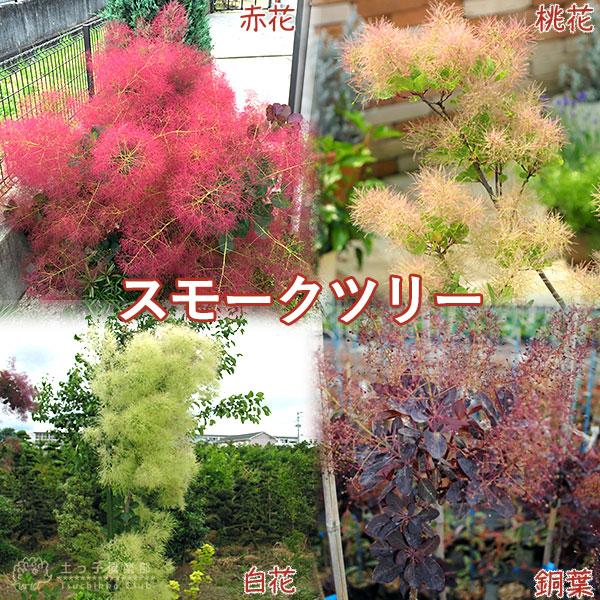 スモークツリー （ カスミの木 ） 13.5cmポット苗（Yahoo!・花と緑の専門店 土っ子倶楽部）