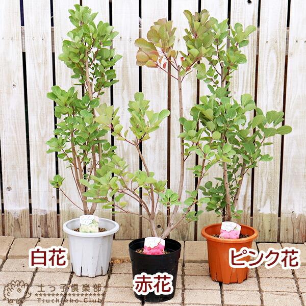 スモークツリー （ カスミの木 ） 18cm 6号 ポット苗 : 花と緑の専門店