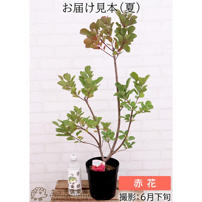 スモークツリー （ カスミの木 ） 18cm 6号 ポット苗 : 花と緑の専門店