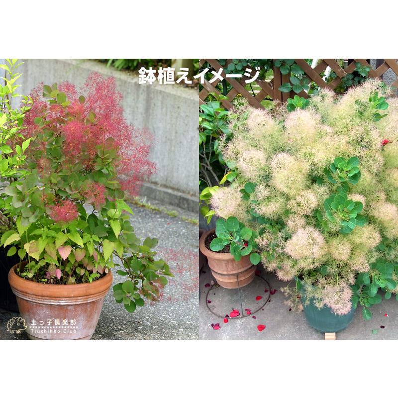 スモークツリー （ カスミの木 ） 13.5cmポット苗 : 花と緑の