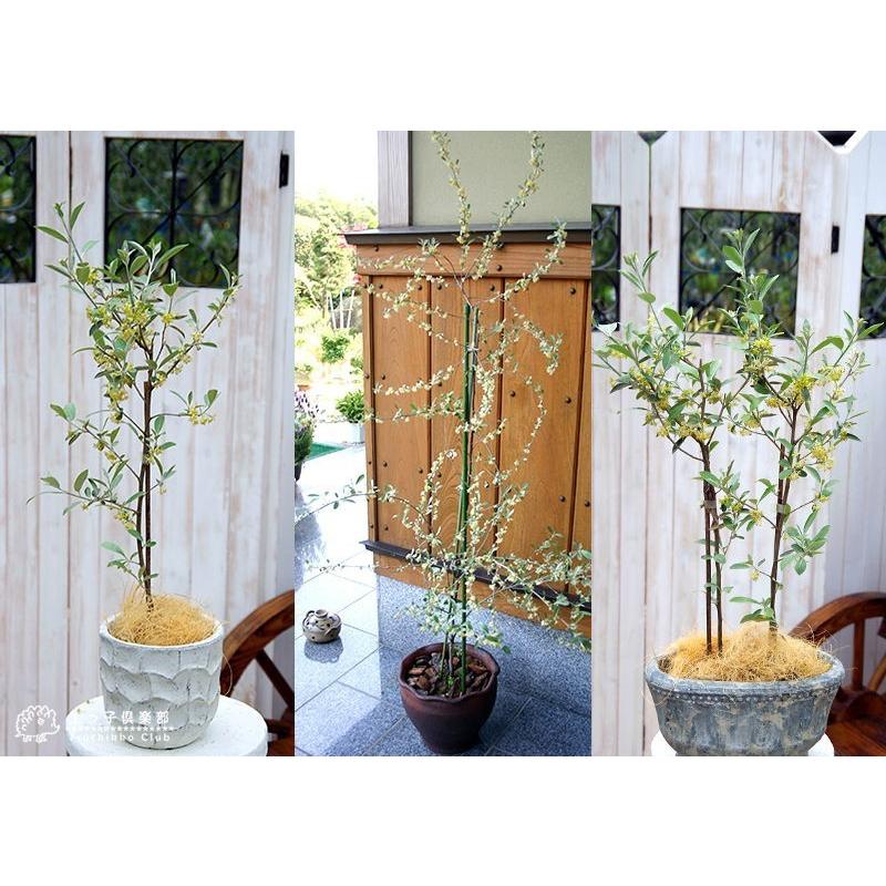 ロシアンオリーブ （ 細葉グミ ） 10.5cmポット苗 【2個セット