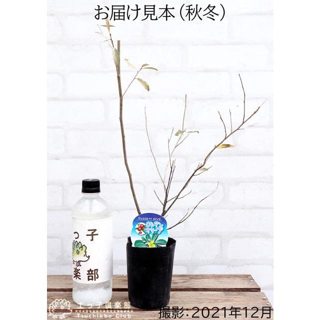 ロシアンオリーブ ( 細葉グミ ) 10.5cmポット苗 : 花と緑の ロシアンオリーブ ( 細葉グミ ) 10.5cmポット苗 : 花と緑の