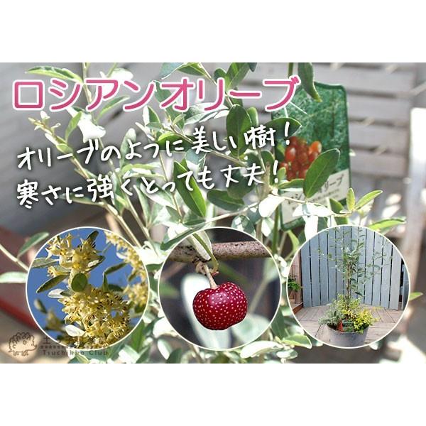 ロシアンオリーブ （ 細葉グミ ） 10.5cmポット苗 : 花と緑の専門店 土