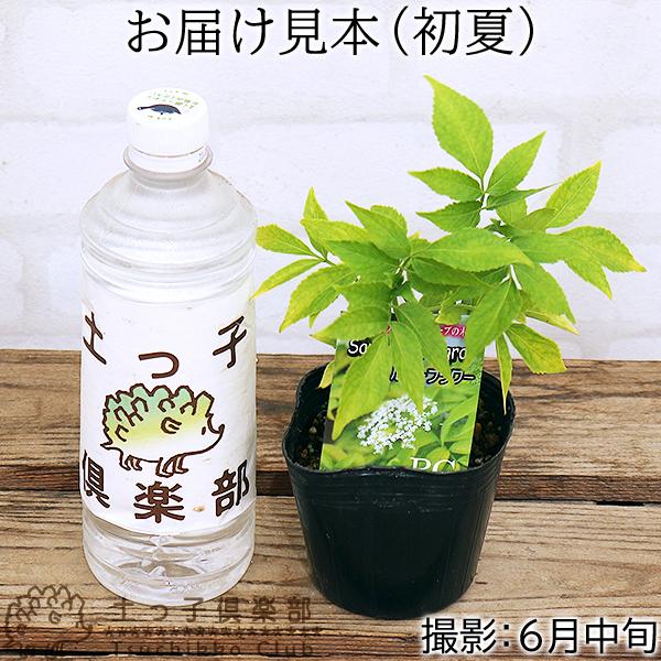 エルダーフラワー 西洋ニワトコ オーレア 9cmポット苗 T 097 花と緑の専門店 土っ子倶楽部 通販 Yahoo ショッピング