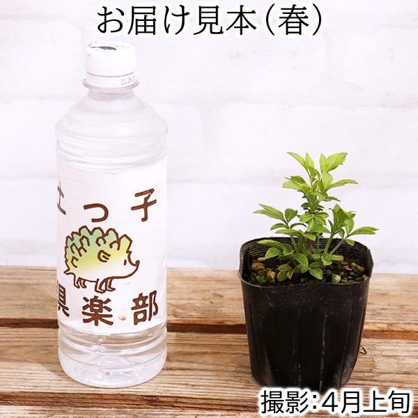 エルダーフラワー 西洋ニワトコ オーレア 9cmポット苗 T 097 花と緑の専門店 土っ子倶楽部 通販 Yahoo ショッピング