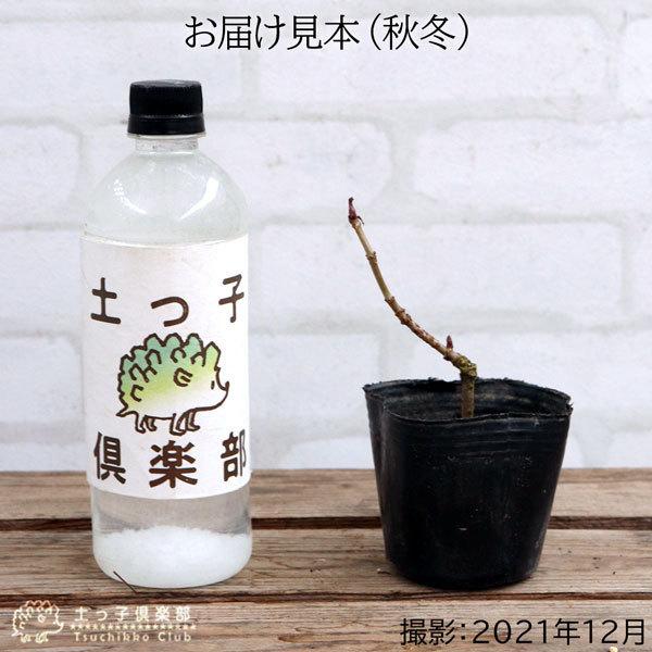 エルダーフラワー 西洋ニワトコ オーレア 9cmポット苗 T 097 花と緑の専門店 土っ子倶楽部 通販 Yahoo ショッピング