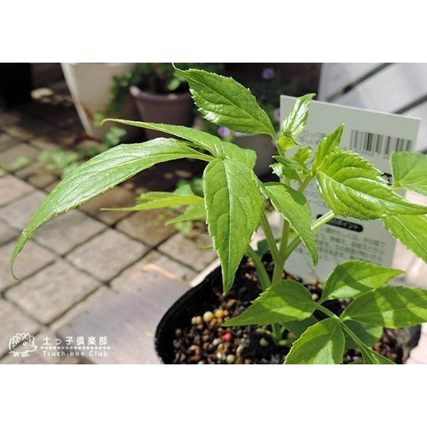 エルダーフラワー 西洋ニワトコ オーレア 9cmポット苗 T 097 花と緑の専門店 土っ子倶楽部 通販 Yahoo ショッピング