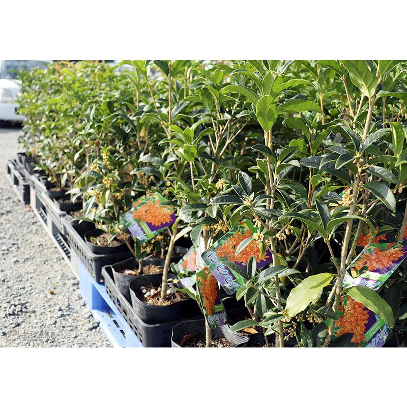 キンモクセイ （ 金木犀 ） 15cmポット苗 : 花と緑の専門店 土っ子