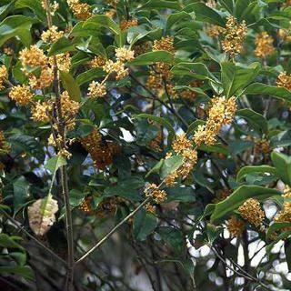 キンモクセイ （ 金木犀 ） 15cmポット苗 : 花と緑の専門店 土っ子
