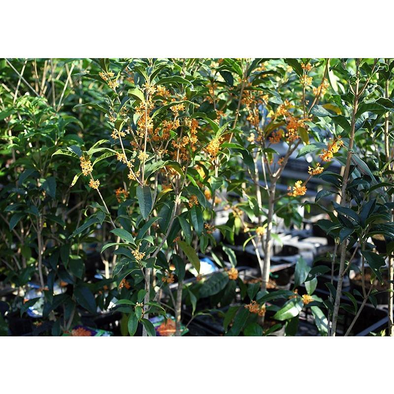 キンモクセイ （ 金木犀 ） 15cmポット苗 : 花と緑の専門店 土っ子