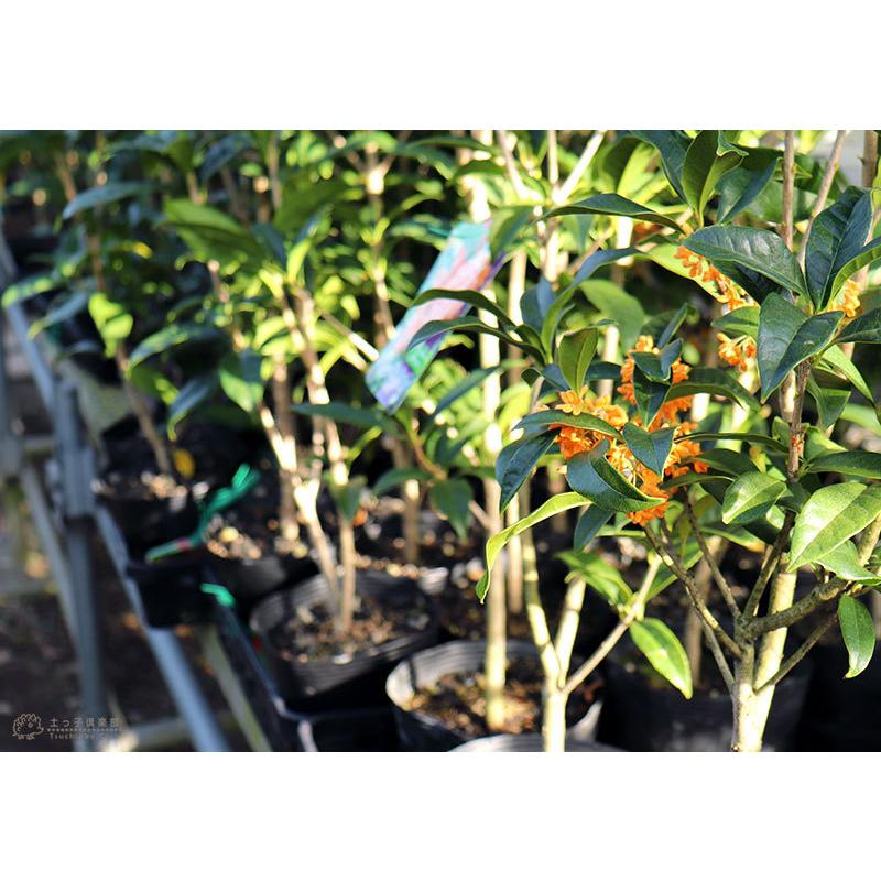 キンモクセイ （ 金木犀 ） 15cmポット苗 : 花と緑の専門店 土っ子