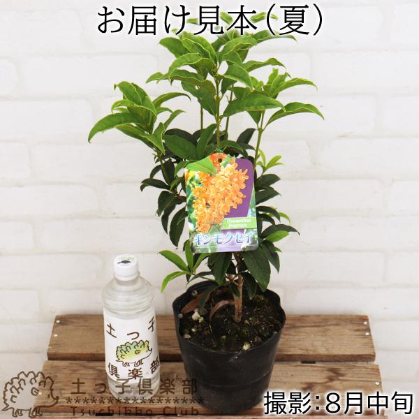 キンモクセイ(金木犀) 5個セット( 送料無料 ) 15cmポット苗 キンモクセイ(金木犀) 5個セット( 送料無料 ) 15cmポット苗