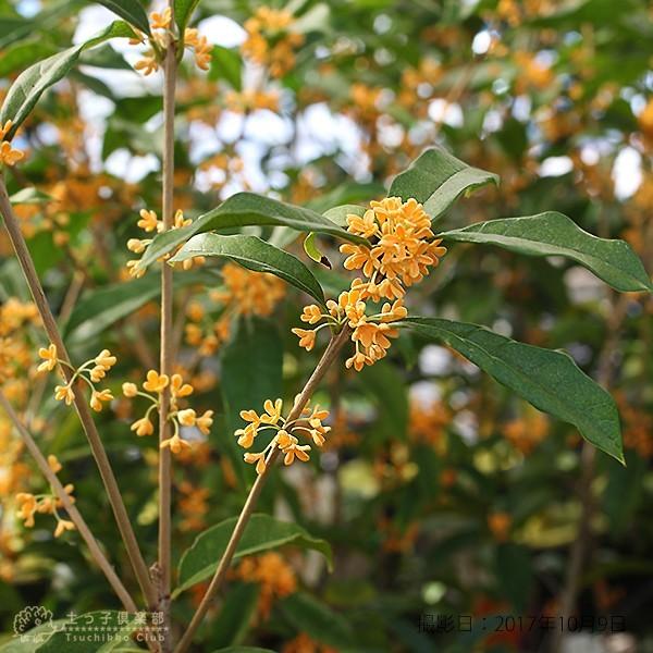 キンモクセイ（金木犀） 5個セット（ 送料無料 ） 15cmポット苗 : 花と