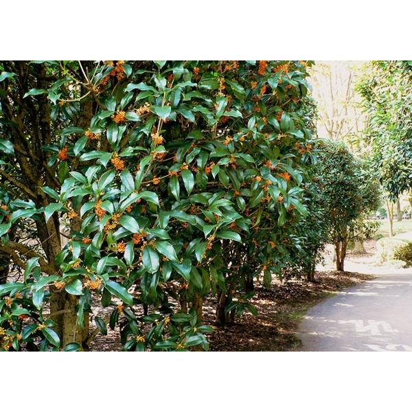 キンモクセイ（金木犀） 5個セット（ 送料無料 ） 15cmポット苗 : 花と